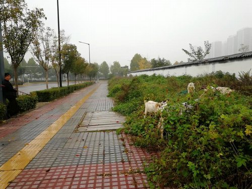 工地上的那抹風景