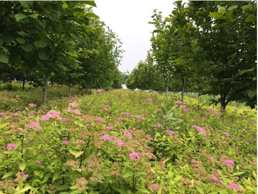 陜西綠宇園林公司:堅持改革不打烊 苗圃發(fā)展現(xiàn)成效